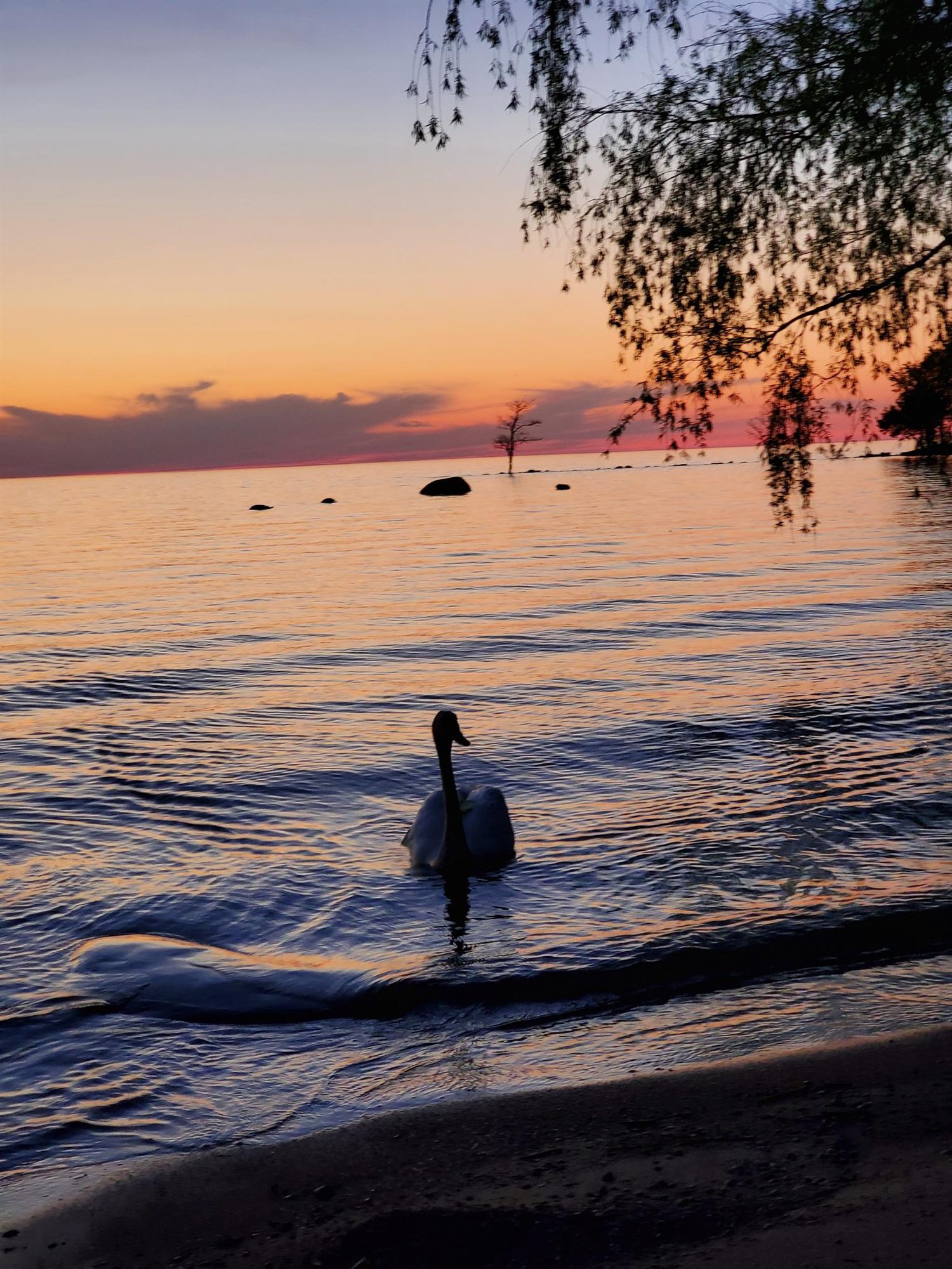A swan on Georgian Bay at sunset off the private beach